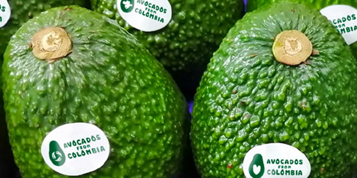 La Colombia ha un proprio marchio nazionale per l’avocado Hass